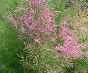 Олон цэцэгт сухай 